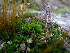  ( - EDNA23-0064252)  @11 [ ] CreativeCommons  Attribution Non-Commercial Share-Alike (2025) David Belll Royal Botanic Garden Edinburgh