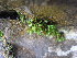  ( - EDNA23-0064253)  @11 [ ] CreativeCommons  Attribution Non-Commercial Share-Alike (2025) David Belll Royal Botanic Garden Edinburgh