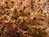  ( - EDNA23-0064332)  @11 [ ] CreativeCommons  Attribution Non-Commercial Share-Alike (2025) David Belll Royal Botanic Garden Edinburgh