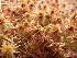  ( - EDNA23-0064332)  @11 [ ] CreativeCommons  Attribution Non-Commercial Share-Alike (2025) David Belll Royal Botanic Garden Edinburgh