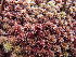  ( - EDNA23-0064330)  @11 [ ] CreativeCommons  Attribution Non-Commercial Share-Alike (2025) David Belll Royal Botanic Garden Edinburgh