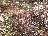  ( - EDNA23-0064330)  @11 [ ] CreativeCommons  Attribution Non-Commercial Share-Alike (2025) David Belll Royal Botanic Garden Edinburgh