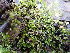  (Pseudephemerum - EDNA24-0065342)  @11 [ ] CreativeCommons  Attribution Non-Commercial Share-Alike (2025) David Belll Royal Botanic Garden Edinburgh