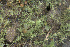  ( - EDNA24-0065342)  @11 [ ] CreativeCommons  Attribution Non-Commercial Share-Alike (2025) David Belll Royal Botanic Garden Edinburgh