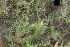  ( - EDNA24-0065342)  @11 [ ] CreativeCommons  Attribution Non-Commercial Share-Alike (2025) David Belll Royal Botanic Garden Edinburgh