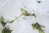  ( - EDNA24-0065343)  @11 [ ] CreativeCommons  Attribution Non-Commercial Share-Alike (2025) David Belll Royal Botanic Garden Edinburgh