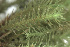  ( - EDNA24-0065347)  @11 [ ] CreativeCommons  Attribution Non-Commercial Share-Alike (2025) David Belll Royal Botanic Garden Edinburgh