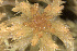  ( - EDNA24-0065349)  @11 [ ] CreativeCommons  Attribution Non-Commercial Share-Alike (2025) David Belll Royal Botanic Garden Edinburgh