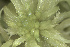  ( - EDNA24-0065350)  @11 [ ] CreativeCommons  Attribution Non-Commercial Share-Alike (2025) David Belll Royal Botanic Garden Edinburgh