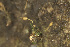  ( - EDNA23-0064249)  @11 [ ] CreativeCommons  Attribution Non-Commercial Share-Alike (2025) David Belll Royal Botanic Garden Edinburgh