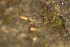  ( - EDNA23-0064249)  @11 [ ] CreativeCommons  Attribution Non-Commercial Share-Alike (2025) David Belll Royal Botanic Garden Edinburgh