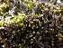  ( - EDNA23-0064540)  @11 [ ] CreativeCommons  Attribution Non-Commercial Share-Alike (2025) David Belll Royal Botanic Garden Edinburgh