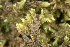  ( - EDNA23-0064540)  @11 [ ] CreativeCommons  Attribution Non-Commercial Share-Alike (2025) David Belll Royal Botanic Garden Edinburgh