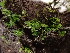  ( - EDNA23-0064538)  @11 [ ] CreativeCommons  Attribution Non-Commercial Share-Alike (2025) David Belll Royal Botanic Garden Edinburgh