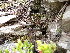  ( - EDNA23-0064538)  @11 [ ] CreativeCommons  Attribution Non-Commercial Share-Alike (2025) David Belll Royal Botanic Garden Edinburgh