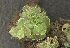  ( - EDNA23-0064538)  @11 [ ] CreativeCommons  Attribution Non-Commercial Share-Alike (2025) David Belll Royal Botanic Garden Edinburgh