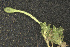  ( - EDNA23-0064538)  @11 [ ] CreativeCommons  Attribution Non-Commercial Share-Alike (2025) David Belll Royal Botanic Garden Edinburgh