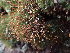  ( - EDNA23-0065001)  @11 [ ] CreativeCommons  Attribution Non-Commercial Share-Alike (2025) David Belll Royal Botanic Garden Edinburgh