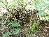  (Orthodontium - EDNA23-0065001)  @11 [ ] CreativeCommons  Attribution Non-Commercial Share-Alike (2025) David Belll Royal Botanic Garden Edinburgh