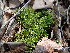  (Polytrichum longisetum - EDNA23-0065000)  @11 [ ] CreativeCommons  Attribution Non-Commercial Share-Alike (2025) David Belll Royal Botanic Garden Edinburgh