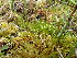  ( - EDNA23-0065011)  @11 [ ] CreativeCommons  Attribution Non-Commercial Share-Alike (2025) David Belll Royal Botanic Garden Edinburgh