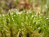  ( - EDNA23-0065011)  @11 [ ] CreativeCommons  Attribution Non-Commercial Share-Alike (2025) David Belll Royal Botanic Garden Edinburgh