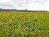  ( - EDNA23-0065011)  @11 [ ] CreativeCommons  Attribution Non-Commercial Share-Alike (2025) David Belll Royal Botanic Garden Edinburgh
