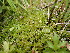  ( - EDNA23-0065006)  @11 [ ] CreativeCommons  Attribution Non-Commercial Share-Alike (2025) David Belll Royal Botanic Garden Edinburgh