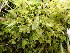  ( - EDNA23-0065006)  @11 [ ] CreativeCommons  Attribution Non-Commercial Share-Alike (2025) David Belll Royal Botanic Garden Edinburgh