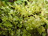  ( - EDNA23-0065006)  @11 [ ] CreativeCommons  Attribution Non-Commercial Share-Alike (2025) David Belll Royal Botanic Garden Edinburgh