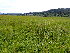  ( - EDNA23-0065006)  @11 [ ] CreativeCommons  Attribution Non-Commercial Share-Alike (2025) David Belll Royal Botanic Garden Edinburgh
