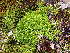  ( - EDNA23-0065007)  @11 [ ] CreativeCommons  Attribution Non-Commercial Share-Alike (2025) David Belll Royal Botanic Garden Edinburgh