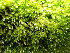  ( - EDNA23-0065007)  @11 [ ] CreativeCommons  Attribution Non-Commercial Share-Alike (2025) David Belll Royal Botanic Garden Edinburgh