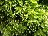  ( - EDNA23-0065007)  @11 [ ] CreativeCommons  Attribution Non-Commercial Share-Alike (2025) David Belll Royal Botanic Garden Edinburgh