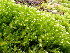  ( - EDNA23-0065007)  @11 [ ] CreativeCommons  Attribution Non-Commercial Share-Alike (2025) David Belll Royal Botanic Garden Edinburgh
