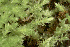  ( - EDNA23-0065007)  @11 [ ] CreativeCommons  Attribution Non-Commercial Share-Alike (2025) David Belll Royal Botanic Garden Edinburgh