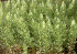 ( - EDNA23-0065007)  @11 [ ] CreativeCommons  Attribution Non-Commercial Share-Alike (2025) David Belll Royal Botanic Garden Edinburgh