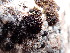  ( - EDNA23-0065003)  @11 [ ] CreativeCommons  Attribution Non-Commercial Share-Alike (2025) David Belll Royal Botanic Garden Edinburgh