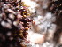  ( - EDNA23-0065003)  @11 [ ] CreativeCommons  Attribution Non-Commercial Share-Alike (2025) David Belll Royal Botanic Garden Edinburgh