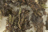  ( - EDNA23-0065003)  @11 [ ] CreativeCommons  Attribution Non-Commercial Share-Alike (2025) David Belll Royal Botanic Garden Edinburgh