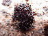  ( - EDNA23-0065009)  @11 [ ] CreativeCommons  Attribution Non-Commercial Share-Alike (2025) David Belll Royal Botanic Garden Edinburgh