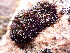  ( - EDNA23-0065009)  @11 [ ] CreativeCommons  Attribution Non-Commercial Share-Alike (2025) David Belll Royal Botanic Garden Edinburgh