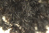  ( - EDNA23-0065009)  @11 [ ] CreativeCommons  Attribution Non-Commercial Share-Alike (2025) David Belll Royal Botanic Garden Edinburgh