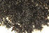  ( - EDNA23-0065009)  @11 [ ] CreativeCommons  Attribution Non-Commercial Share-Alike (2025) David Belll Royal Botanic Garden Edinburgh