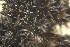  ( - EDNA23-0065009)  @11 [ ] CreativeCommons  Attribution Non-Commercial Share-Alike (2025) David Belll Royal Botanic Garden Edinburgh