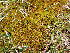  ( - EDNA23-0065004)  @11 [ ] CreativeCommons  Attribution Non-Commercial Share-Alike (2025) David Belll Royal Botanic Garden Edinburgh
