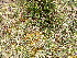  ( - EDNA23-0065004)  @11 [ ] CreativeCommons  Attribution Non-Commercial Share-Alike (2025) David Belll Royal Botanic Garden Edinburgh