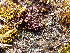  ( - EDNA23-0065008)  @11 [ ] CreativeCommons  Attribution Non-Commercial Share-Alike (2025) David Belll Royal Botanic Garden Edinburgh