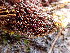  ( - EDNA23-0065008)  @11 [ ] CreativeCommons  Attribution Non-Commercial Share-Alike (2025) David Belll Royal Botanic Garden Edinburgh