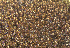  ( - EDNA23-0065008)  @11 [ ] CreativeCommons  Attribution Non-Commercial Share-Alike (2025) David Belll Royal Botanic Garden Edinburgh